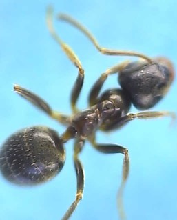 Lasius niger